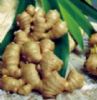 Ginger Root P.E.